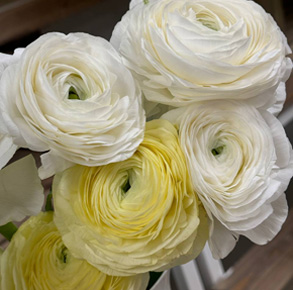 цветы на 14 февраля