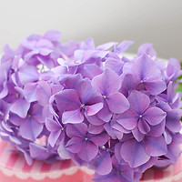 Какие цветы подарить Весам