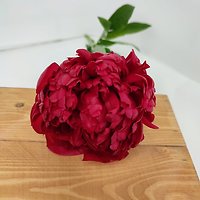 Пионы