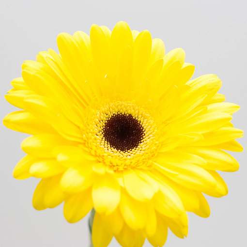 что означают цвета гербер