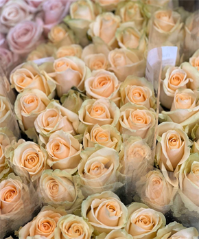 Роза Росии - большой выбор роза россии