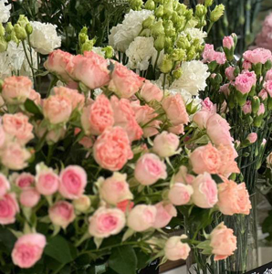 Новая партия цветов новая партия цветов