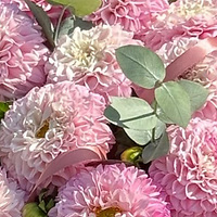 Восхитительные георгины