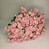 Богатый выбор кустовой розы 