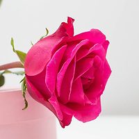 ТОП-10 самых популярных цветов