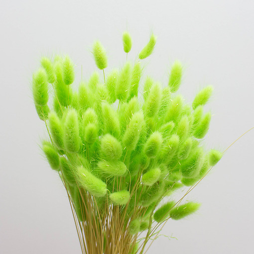 большой выбор цветов в интернет магазине