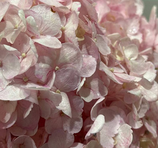 Букеты с гортензией букеты с гортензией