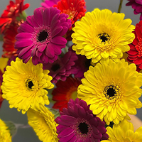 Новая поставка цветов уже в магазине