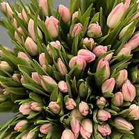 Подарите тюльпаны!