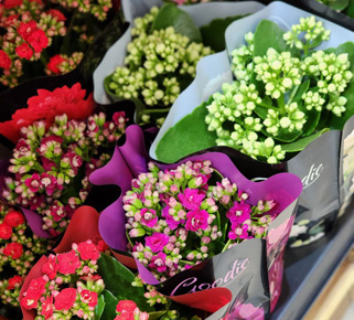 Большая поставка комнатных растений! большой выбор комнатных растений