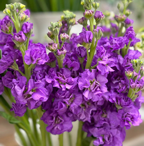 Какие цветы выбрать в феврале? цветы в феврале