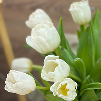 Тюльпаны зимой? У нас возможно все!