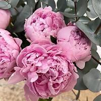 У нас появились пионы - первые в этом году! 