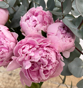 купить пионы