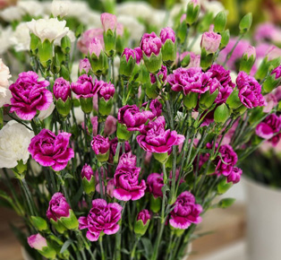 Получили свежую поставку цветов свежая поставка цветов