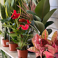 Новое поступление горшечных растений