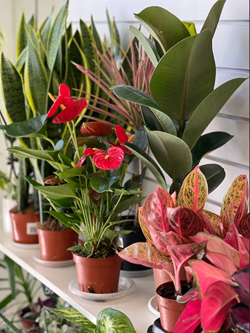 новое поступление горшечных растений