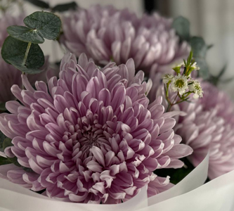 композиции с диантусом