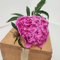 Пионы