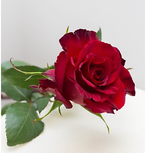 Роза бордовая, 50 см