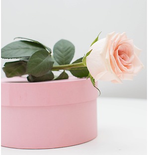 Роза светло-розовая, 50 см